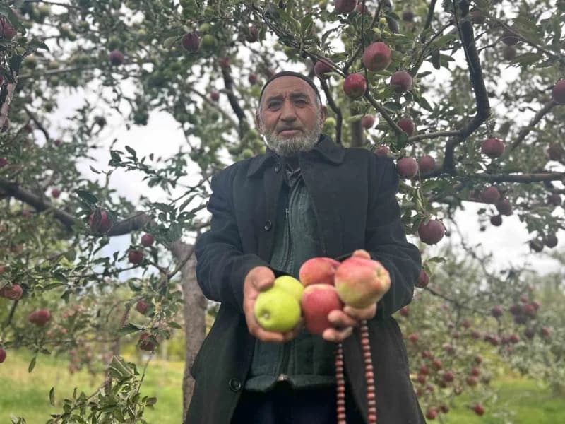 Van Edremit’te 75 yaşındaki çiftçi Hasan Yurtbay’ın tek ağaçta yetiştirdiği kırmızı ve yeşil elmalar