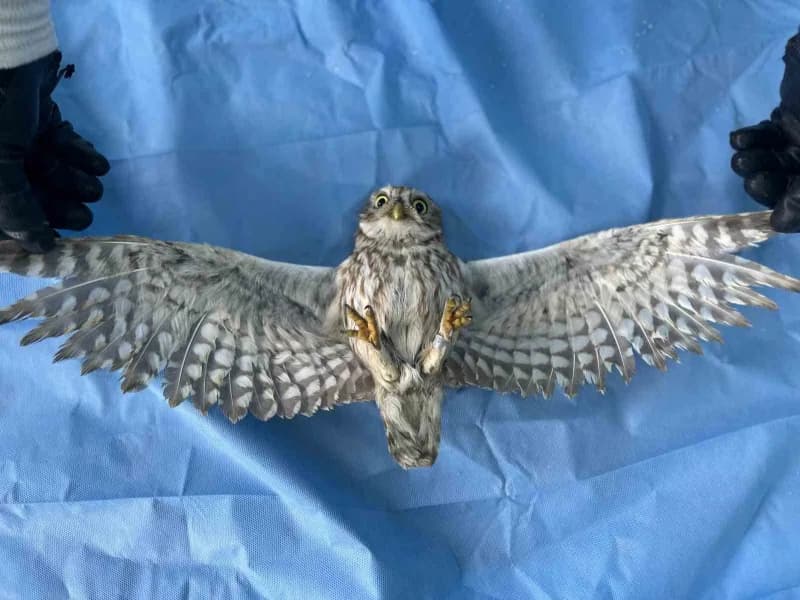 Van’da tedavi edilen 200 yaban hayvanı yeniden doğaya döndü