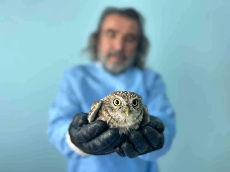 Van Yüzüncü Yıl Üniversitesi (Van YYÜ) Yaban Hayvanları Koruma ve Rehabilitasyon Merkezi’ne bu Yıl getirilen yaklaşık 50