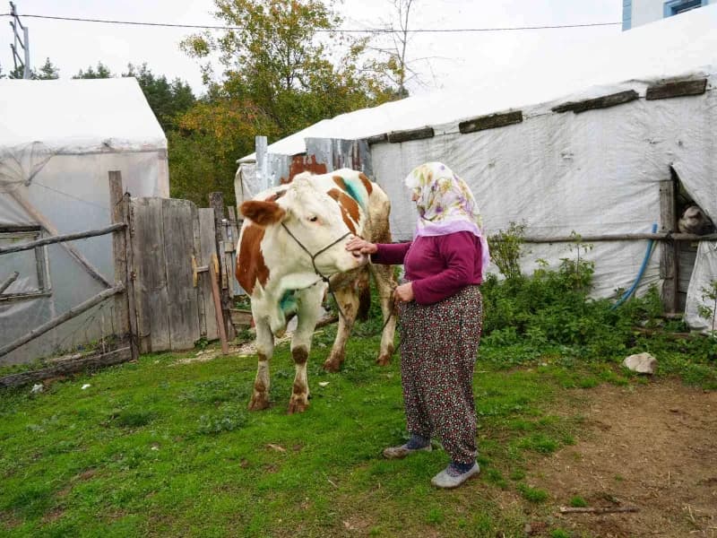 Kastamonu'nun Küre ilçesinde yemek borusuna armut kaçan gebe inek, 2 saat süren ameliyatla kurtarıldı.