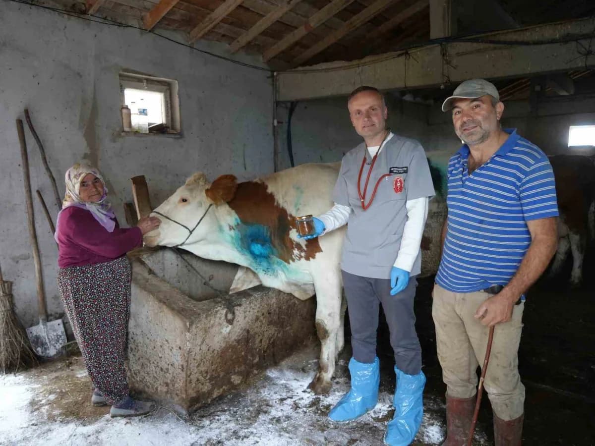 Yemek borusuna armut kaçan gebe inek, ameliyatla kurtarıldı