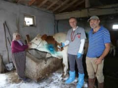 Yemek borusuna armut kaçan gebe inek, ameliyatla kurtarıldı