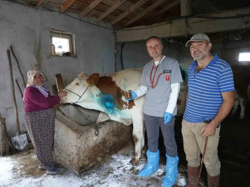 Yemek borusuna armut kaçan gebe inek, ameliyatla kurtarıldı