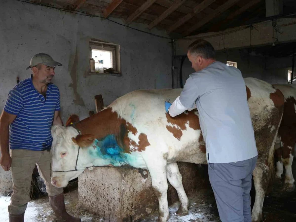 Kastamonu'nun Küre ilçesinde yemek borusuna armut kaçan gebe inek, 2 saat süren ameliyatla kurtarıldı.