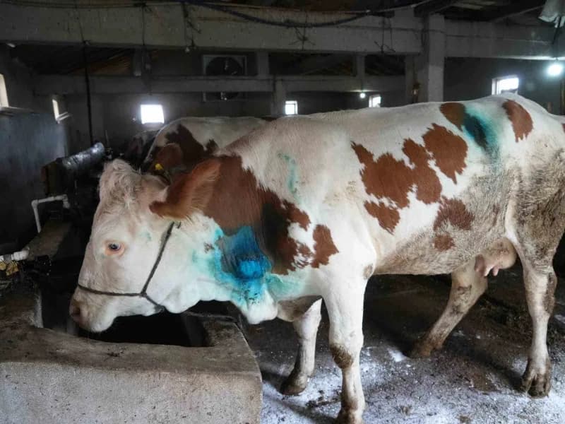 Kastamonu'nun Küre ilçesinde yemek borusuna armut kaçan gebe inek, 2 saat süren ameliyatla kurtarıldı.