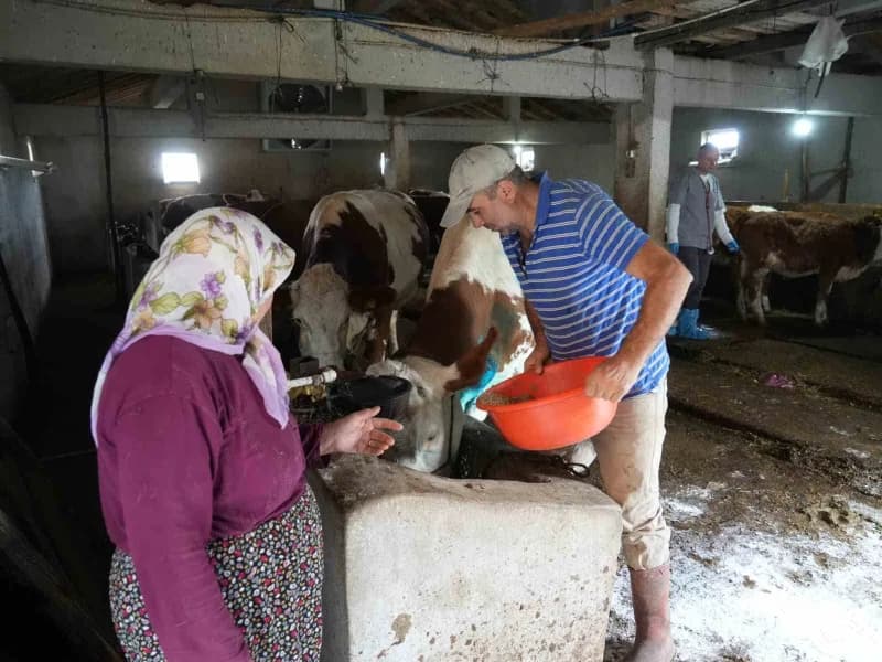 Kastamonu'nun Küre ilçesinde yemek borusuna armut kaçan gebe inek, 2 saat süren ameliyatla kurtarıldı.