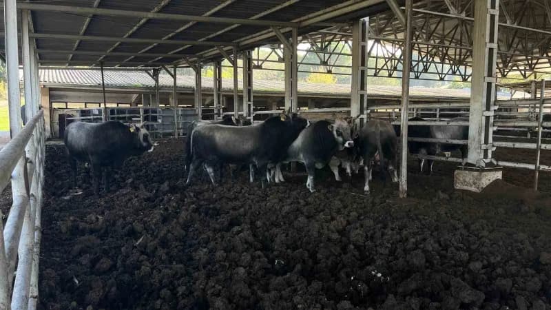 Bursa Uludağ Üniversitesi Ziraat Fakültesi Zootekni Bölümünde yetiştirilen yerli Boz Irk sığırları, dayanıklılıkları, do
