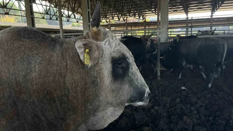 Bursa Uludağ Üniversitesi Ziraat Fakültesi Zootekni Bölümünde yetiştirilen yerli Boz Irk sığırları, dayanıklılıkları, do