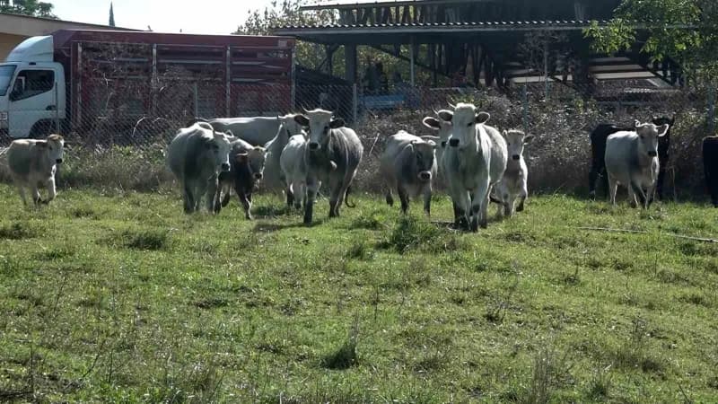 Bursa Uludağ Üniversitesi Ziraat Fakültesi Zootekni Bölümünde yetiştirilen yerli Boz Irk sığırları, dayanıklılıkları, do