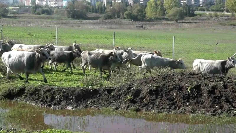 Bursa Uludağ Üniversitesi Ziraat Fakültesi Zootekni Bölümünde yetiştirilen yerli Boz Irk sığırları, dayanıklılıkları, do