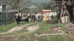 Yerli sığır hem et üretecek hem ormanları koruyacak