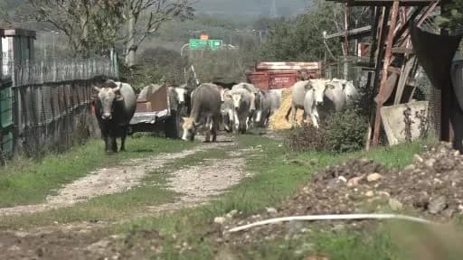 Yerli sığır hem et üretecek hem ormanları koruyacak
