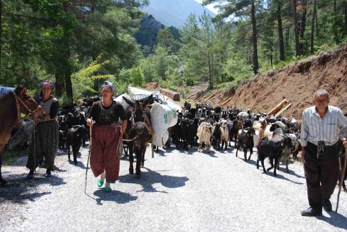 Antalya’nın Alanya ilçesinden yaz aylarında küçükbaş hayvanlarını otlatmak için Toros Dağları’nın yü