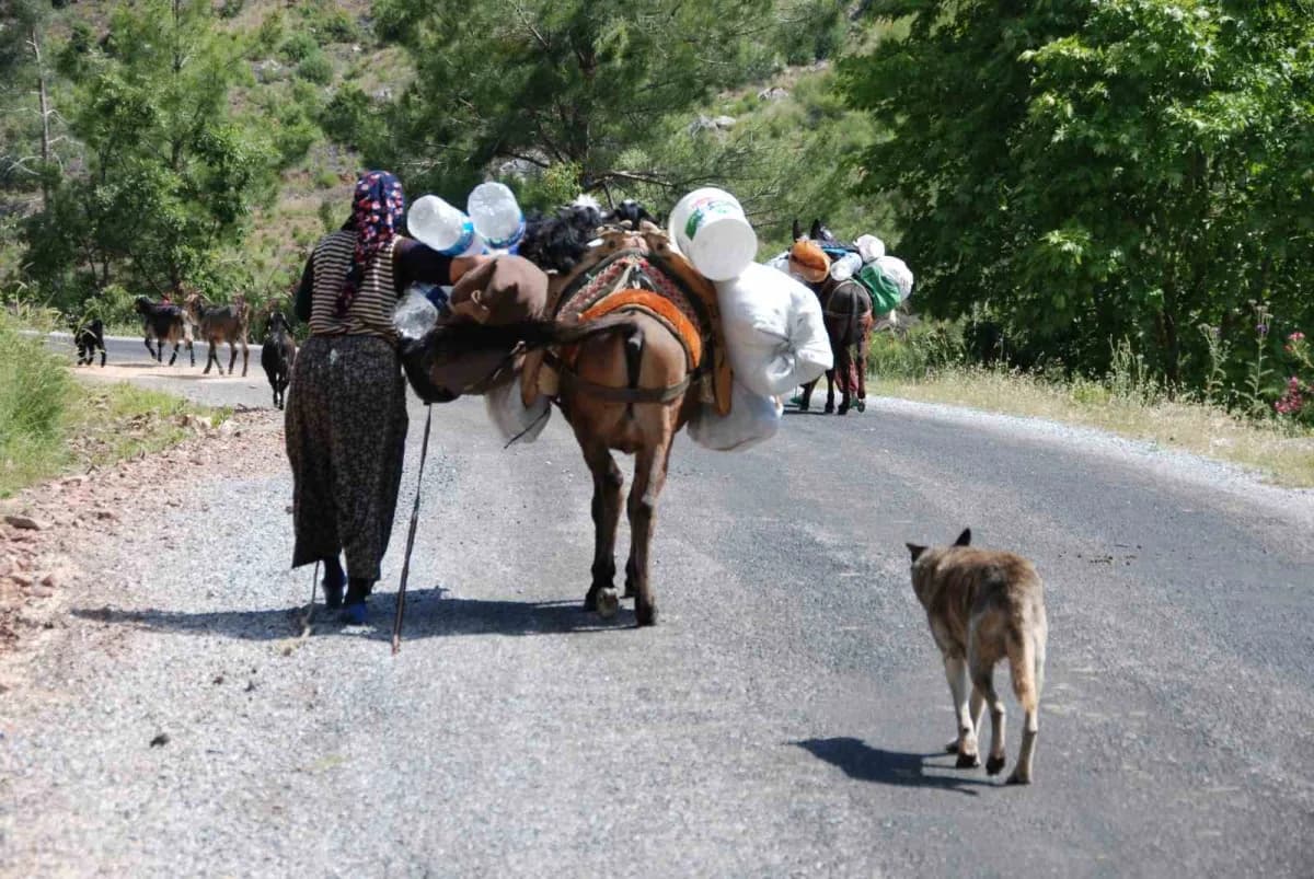 Toroslar’dan sahile dönüş yolculuğuna çıkan Yörüklerin koyun sürüleri ve yayla manzarası