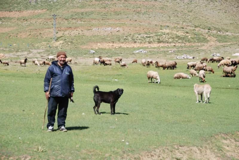 Antalya’nın Alanya ilçesinden yaz aylarında küçükbaş hayvanlarını otlatmak için Toros Dağları’nın yü
