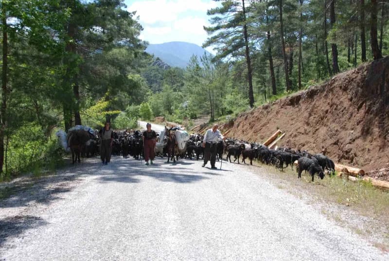 Antalya’nın Alanya ilçesinden yaz aylarında küçükbaş hayvanlarını otlatmak için Toros Dağları’nın yü