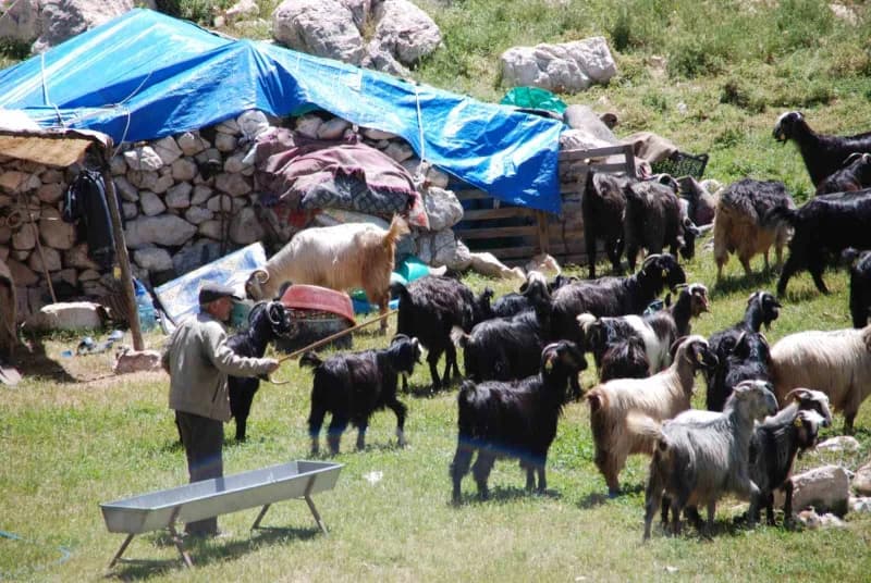 Antalya’nın Alanya ilçesinden yaz aylarında küçükbaş hayvanlarını otlatmak için Toros Dağları’nın yü