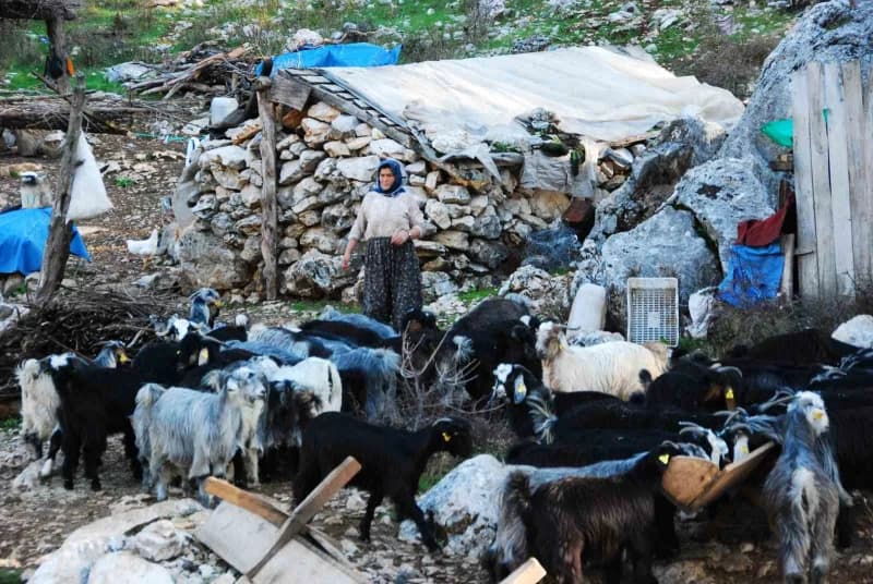 Antalya’nın Alanya ilçesinden yaz aylarında küçükbaş hayvanlarını otlatmak için Toros Dağları’nın yü