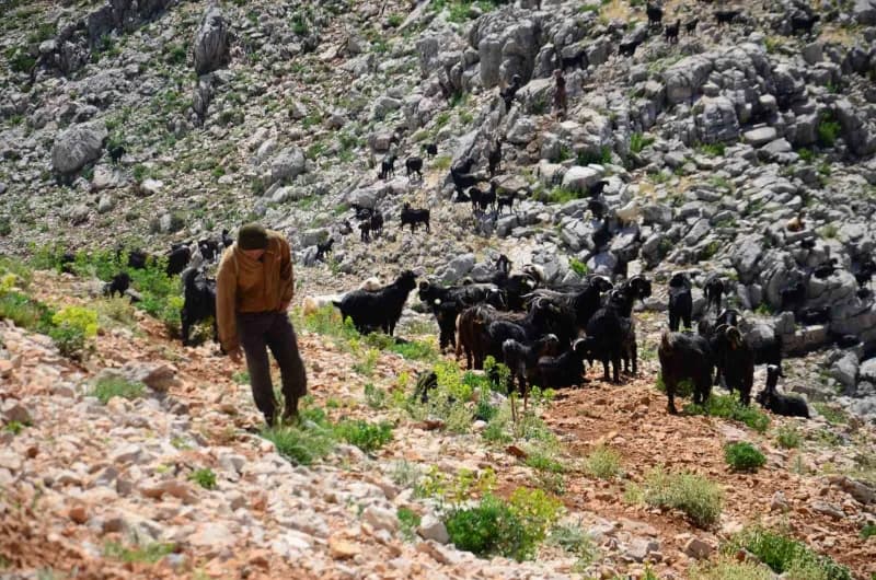 Antalya’nın Alanya ilçesinden yaz aylarında küçükbaş hayvanlarını otlatmak için Toros Dağları’nın yü