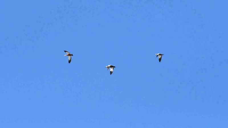 Angut kuşunun gölet üzerindeki uçuşu dronla görüntülendi