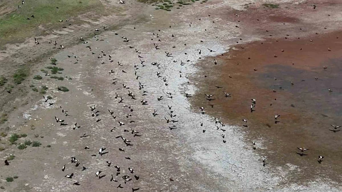 Angut kuşunun gölet üzerindeki uçuşu dronla görüntülendi