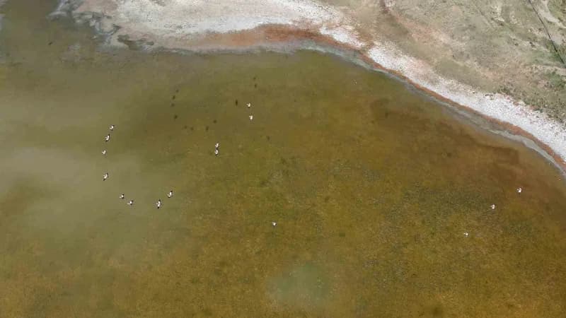 Angut kuşunun gölet üzerindeki uçuşu dronla görüntülendi