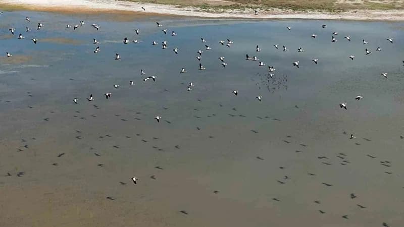 Angut kuşunun gölet üzerindeki uçuşu dronla görüntülendi