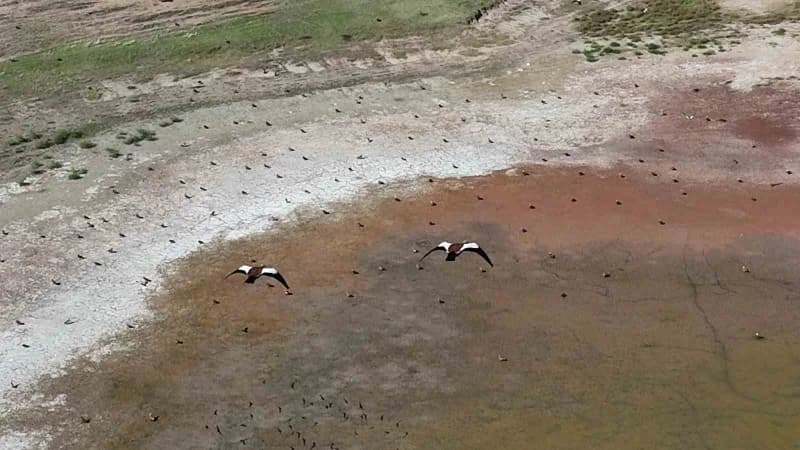 Yozgat Çakırhacılı köyündeki gölet üzerinde uçan yüzlerce angut kuşu dronla görüntülendi