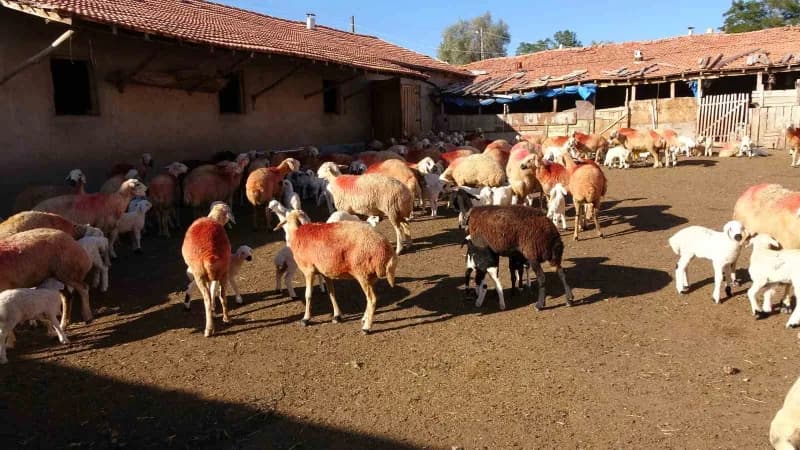 Yozgat'ın Yerköy ilçesine bağlı Çakırhacılı köyünde yaşayan Bilir ailesi, devlet desteğiyle büyüttükleri işletmelerinde