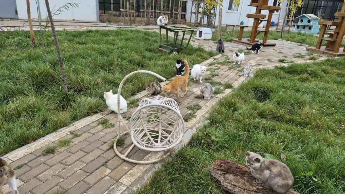 Evcil Köy tesisi, 4 Ekim Dünya Hayvanları Koruma Günü'nde farkındalık merkezine dönüştü.