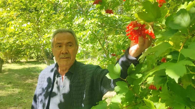 Gilaburu meyvesi üreticisi Bekir Turna