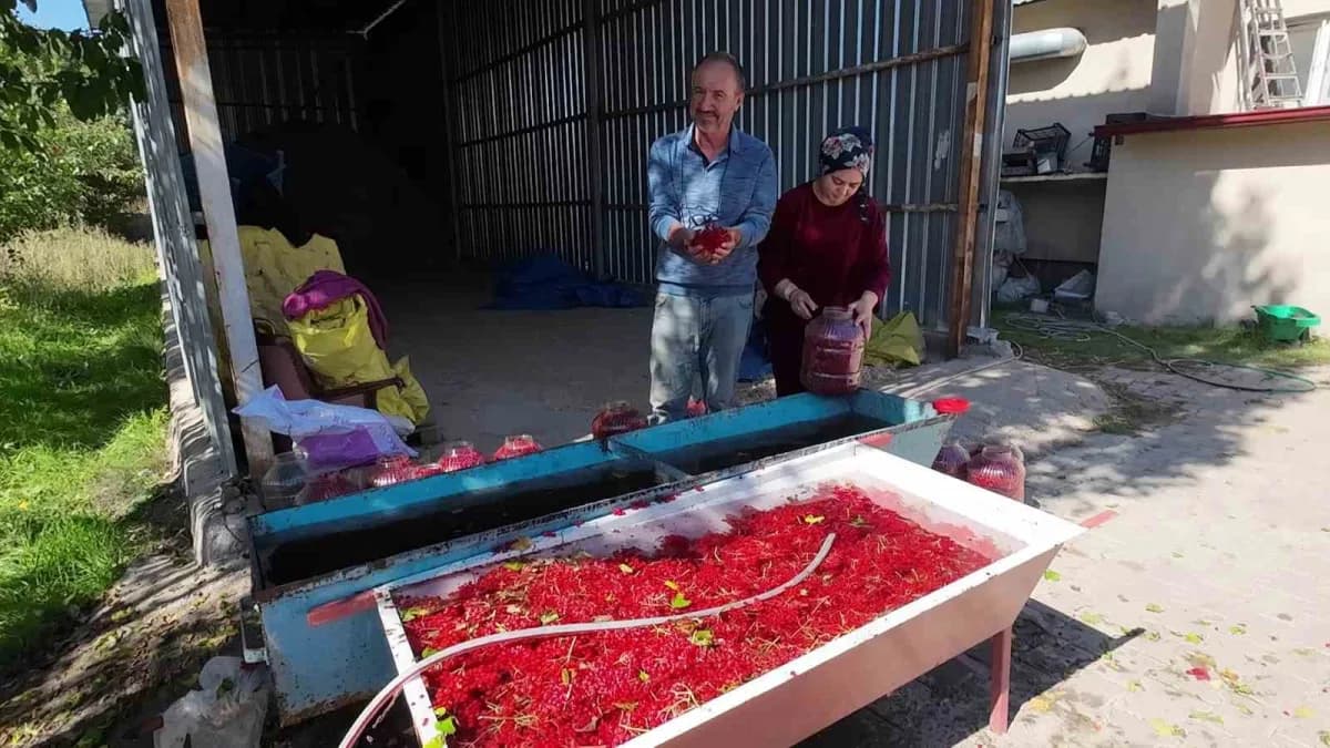 Yozgat Çandır ilçesinde gilaburu meyvesi toplanırken ve bidonlara doldurulurken görüntü