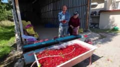 Yozgat Çandır ilçesinde gilaburu meyvesi toplanırken ve bidonlara doldurulurken görüntü
