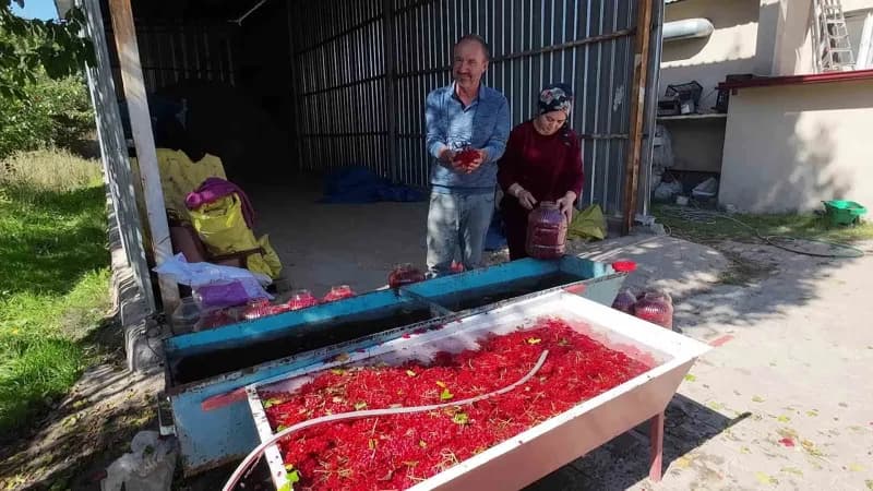 Yozgat Çandır ilçesinde gilaburu meyvesi toplanırken ve bidonlara doldurulurken görüntü