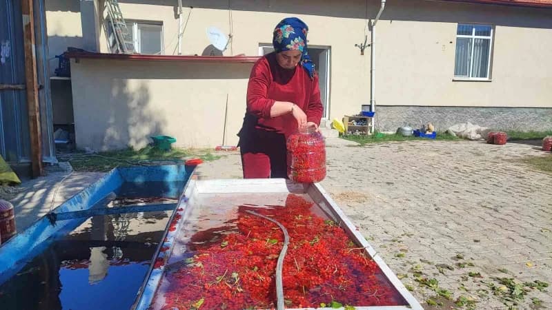 Meyveler temizlenip bidonlara dolduruluyor
