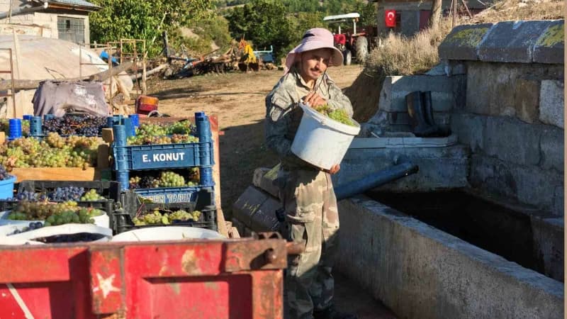 Bölgeye özgü 'hasanoğlan' çeşidi üzümler, geleneksel yöntemlerle işlenerek sofralara ulaştırılıyor.