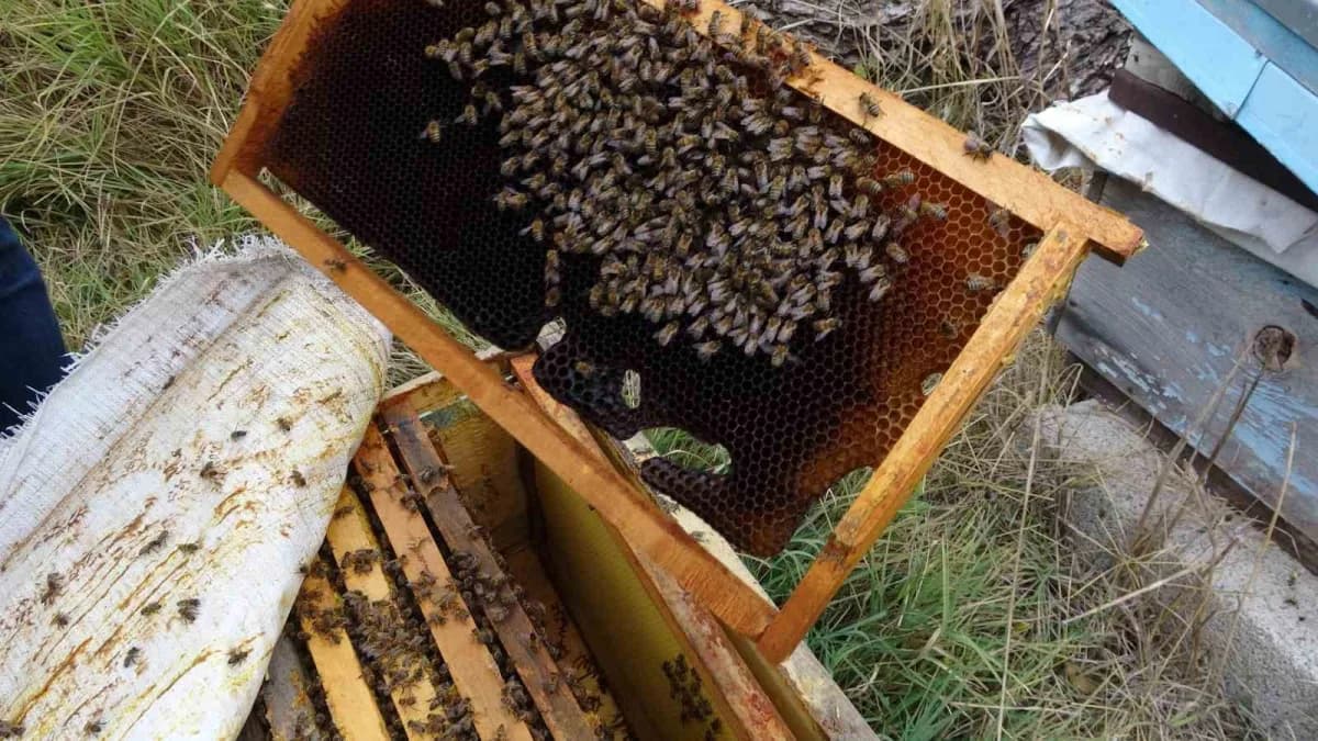 Üretimin en dikkat çekici ayağını ise Kenevir tarlasının hemen yanına kurulan arılık ve Kenevir balı üretimi oluşturdu.