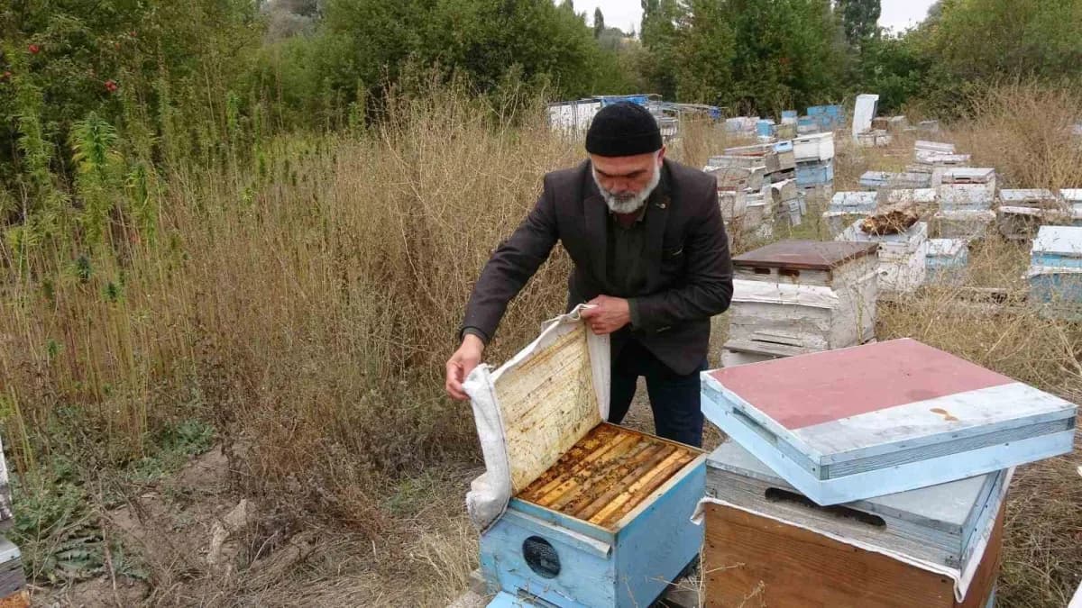Yozgat Sorgun Karaveli köyünde kenevir tarlası ve yanındaki arılıkta ilaçsız arıcılık yapan arılar