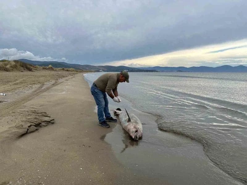 Kuşadası Körfezi kıyısında ölü yunusların bulunduğu alan ve deniz manzarası