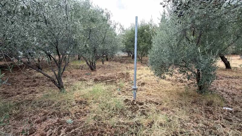 Zeytin olgunlaştıkça çekirdeğin etten ayrılmaya başladığını belirten Kıvrak, bunun meyvenin olgunlaşmasının önemli göste