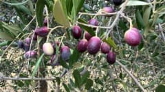 Balıkesir'de zeytin ağaçlarında olgunlaşan zeytinler ve zeytin hasadı