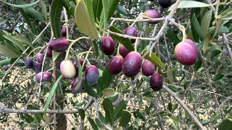 Balıkesir'de zeytin ağaçlarında olgunlaşan zeytinler ve zeytin hasadı
