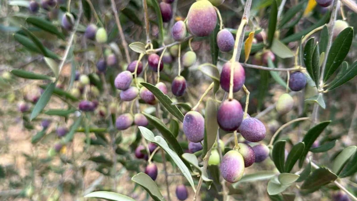 Zeytin hasat sezonu yaklaşırken Oleolog Dr. Mücahit Kıvrak, zeytinin doğru zamanda toplanmasının yağın özellikleri açısı