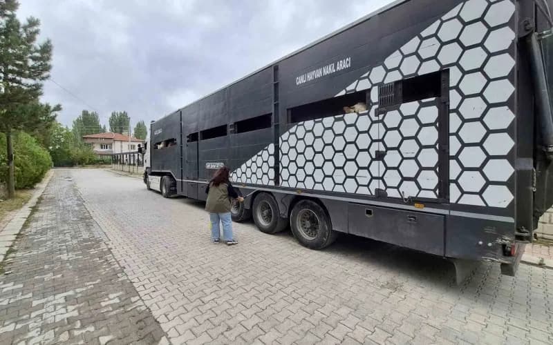 Afyonkarahisar Sinanpaşa ilçesinde hayvan sevklerine yönelik sağlık ve nakil aracı kontrolleri yapılıyor