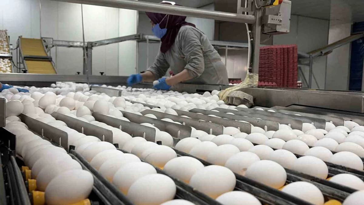 Afyonkarahisar’da yumurta üretimi yapan tesislerin dış cephesi ve üretim alanı