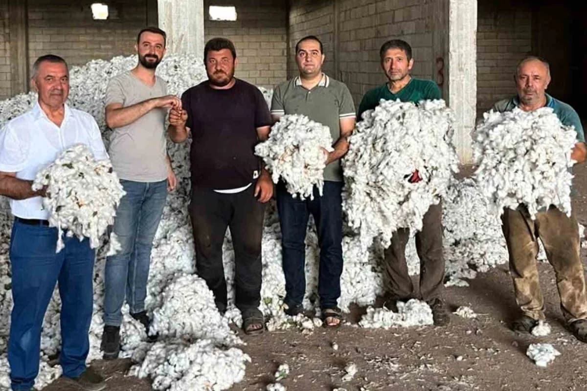 Gaziantep Araban Ovası'nda pamuk tarlasında pamuk hasadı yapan çiftçiler