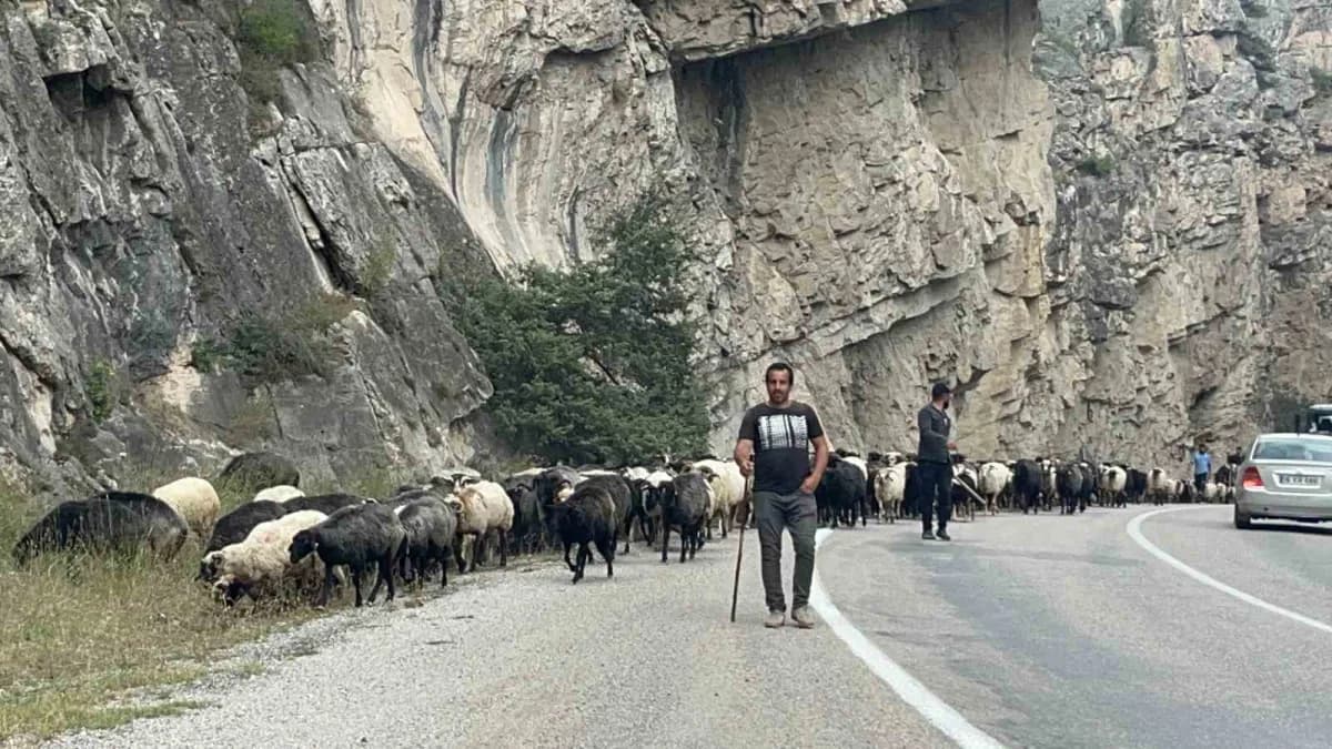Artvin Bilbilan Yaylası’ndan alçak rakımlı meralara dönüş yapan küçükbaş hayvan sürüsü