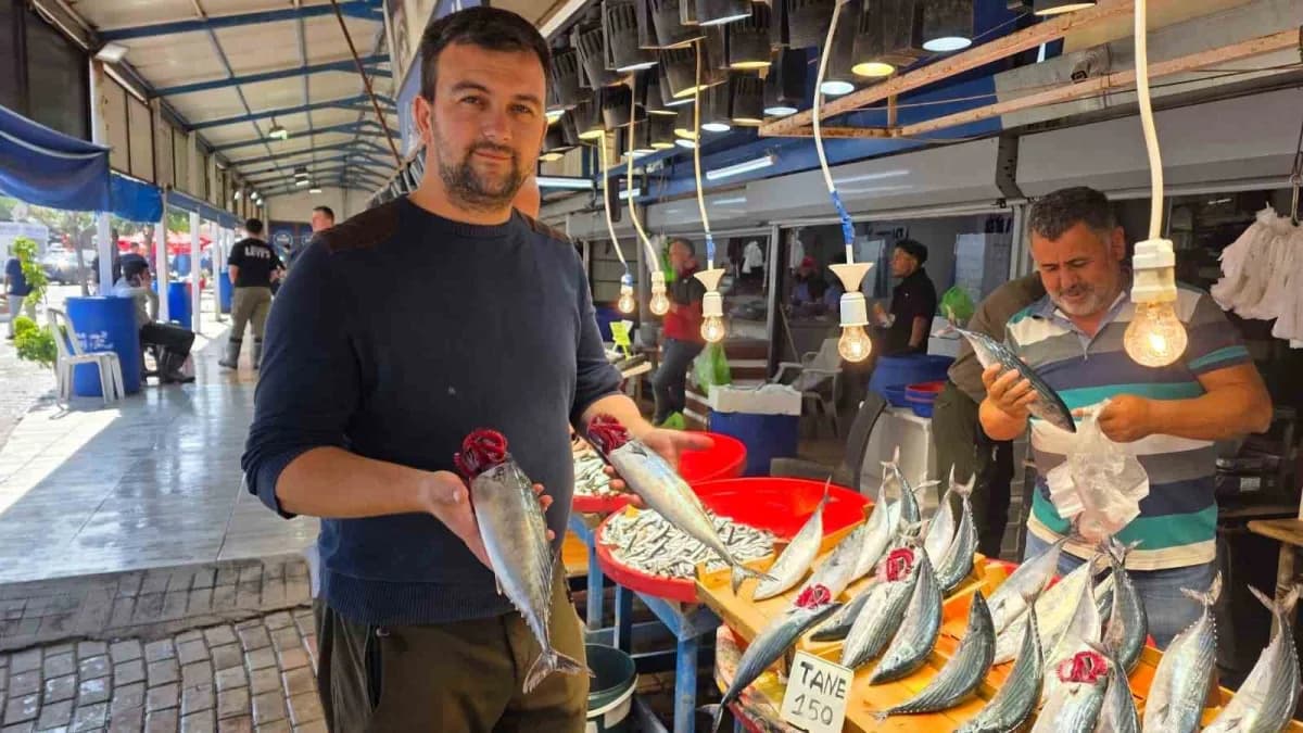 Bandırma Balık Hali’nde palamut ve diğer balık çeşitlerinin tezgâhlarda sergilenmesi