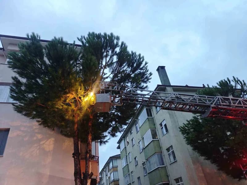 Bartın'da sağanak yağıştan kaçan kedi ağaçta mahsur kaldı, itfaiye ekipleri tarafından kurtarılıyor