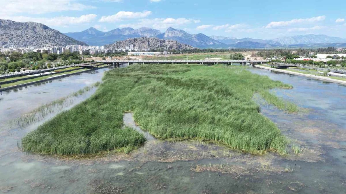 Antalya Boğaçayı’nda sazlık alan ve sucul otların bulunduğu doğal yaşam alanı
